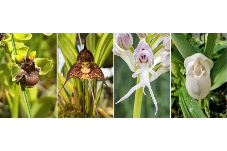 A gardener’s guide to five orchids that mimic animals, insects  and even a naked man